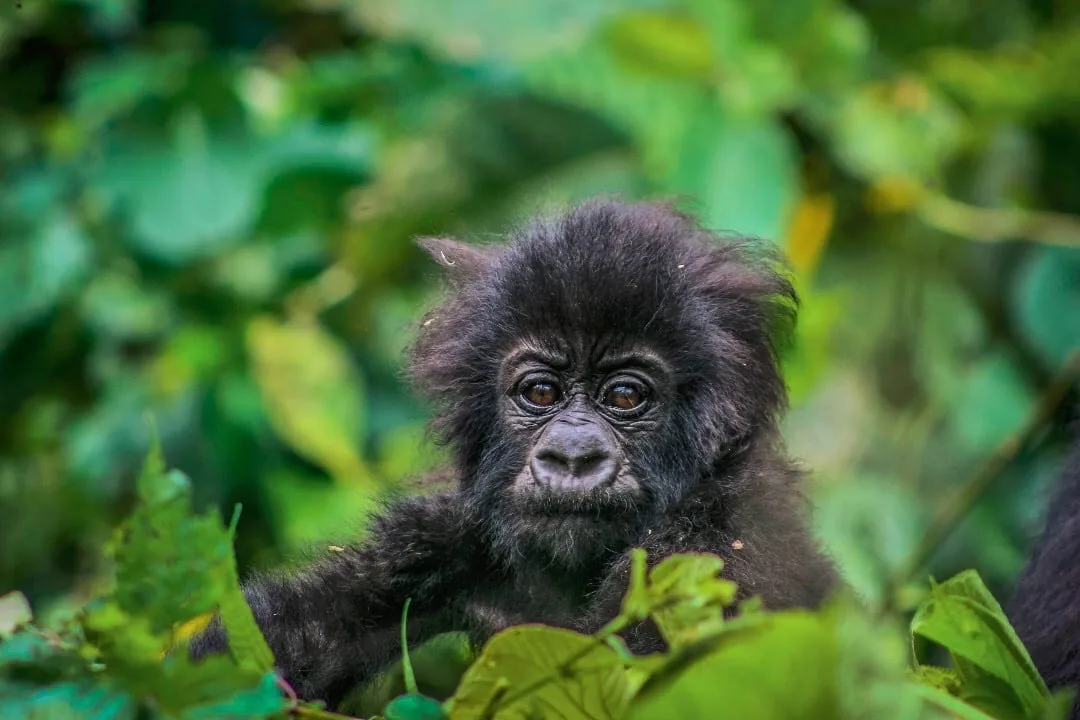 Motif héros pour Congo Gorilla & Expédition sur le volcan en mettant l'accent sur l'itinéraire, l'accès et la qualité du voyage Motif héros pour Congo Gorilla & Expédition sur le volcan en mettant l'accent sur l'itinéraire, l'accès et la qualité du voyage