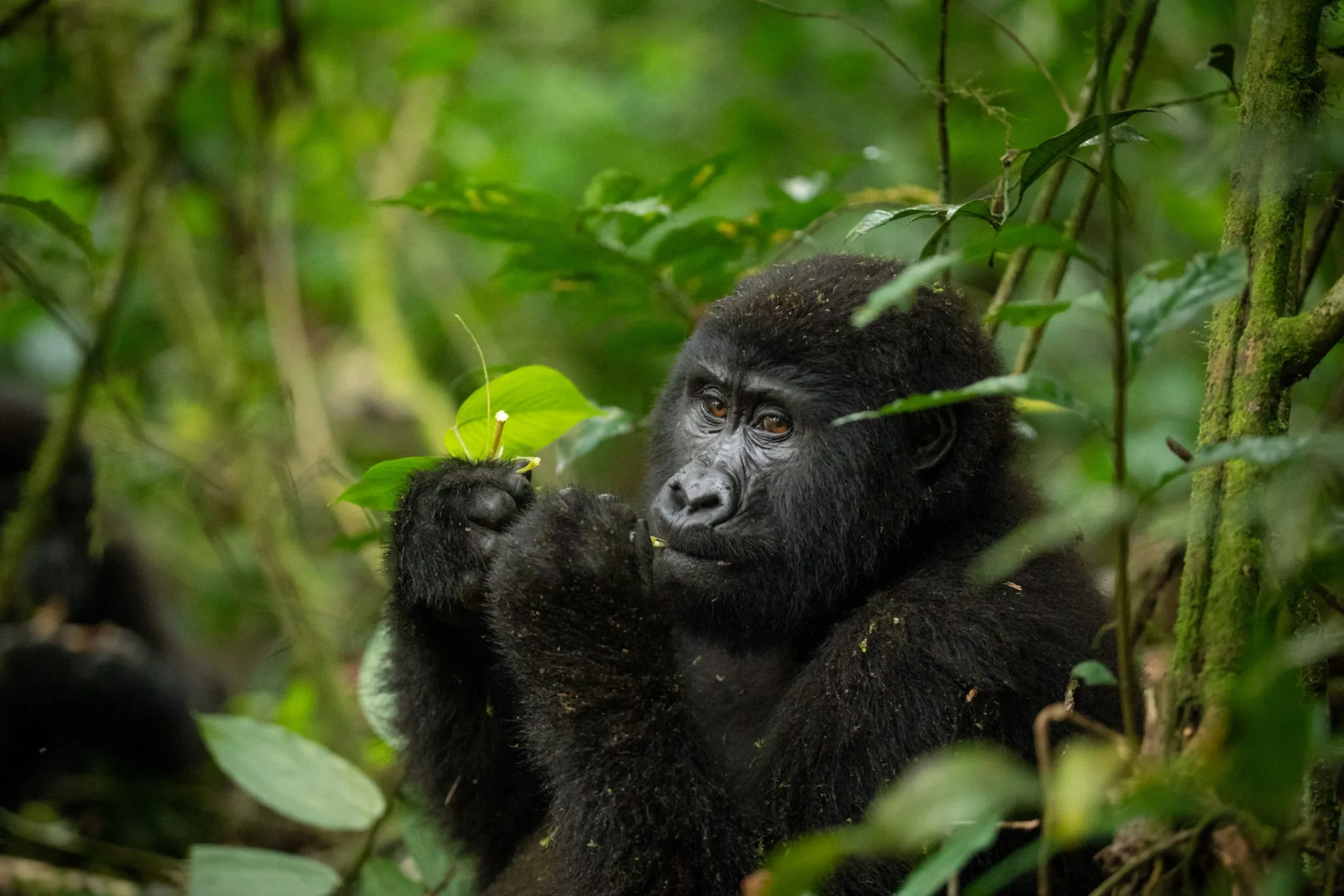 Detailmotiv für Gorilla Tracking Uganda mit Fokus auf Route, Zugang und Reisequalität Detailmotiv für Gorilla Tracking Uganda mit Fokus auf Route, Zugang und Reisequalität