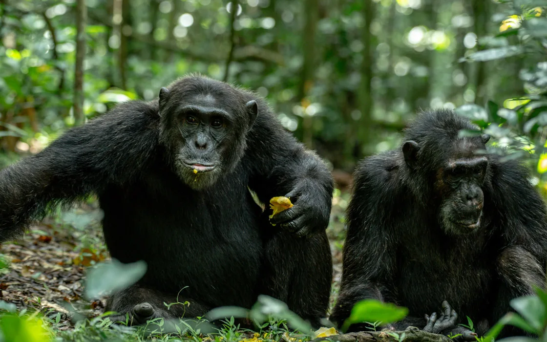 Hero-Motiv für Gorilla Tracking Uganda mit Fokus auf Route, Zugang und Reisequalität Hero-Motiv für Gorilla Tracking Uganda mit Fokus auf Route, Zugang und Reisequalität