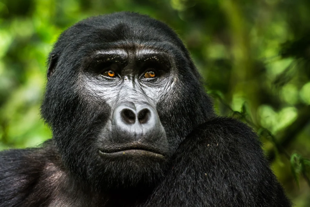 Saison- und Routenmotiv für Gorilla Tracking Uganda mit Fokus auf Route, Zugang und Reisequalität Saison- und Routenmotiv für Gorilla Tracking Uganda mit Fokus auf Route, Zugang und Reisequalität