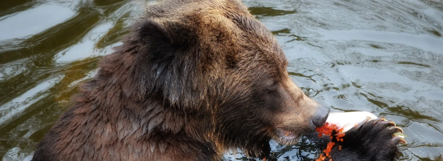 Motif détaillé pour Grizzly Bear Safari Alaska / Colombie-Britannique avec un accent sur l'itinéraire, l'accès et la qualité du voyage