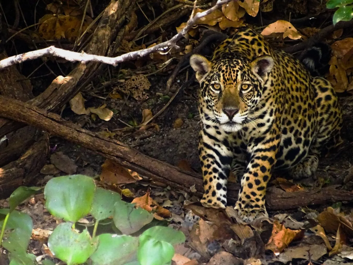 Motif de héros pour Jaguar Safari dans le Pantanal avec un accent sur l'itinéraire, l'accès et la qualité du voyage
