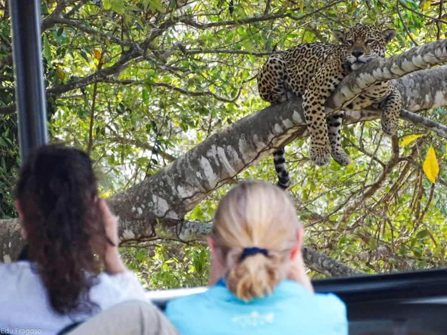 Motif détaillé pour Jaguar Safari dans le Pantanal avec un accent sur l'itinéraire, l'accès et la qualité du voyage