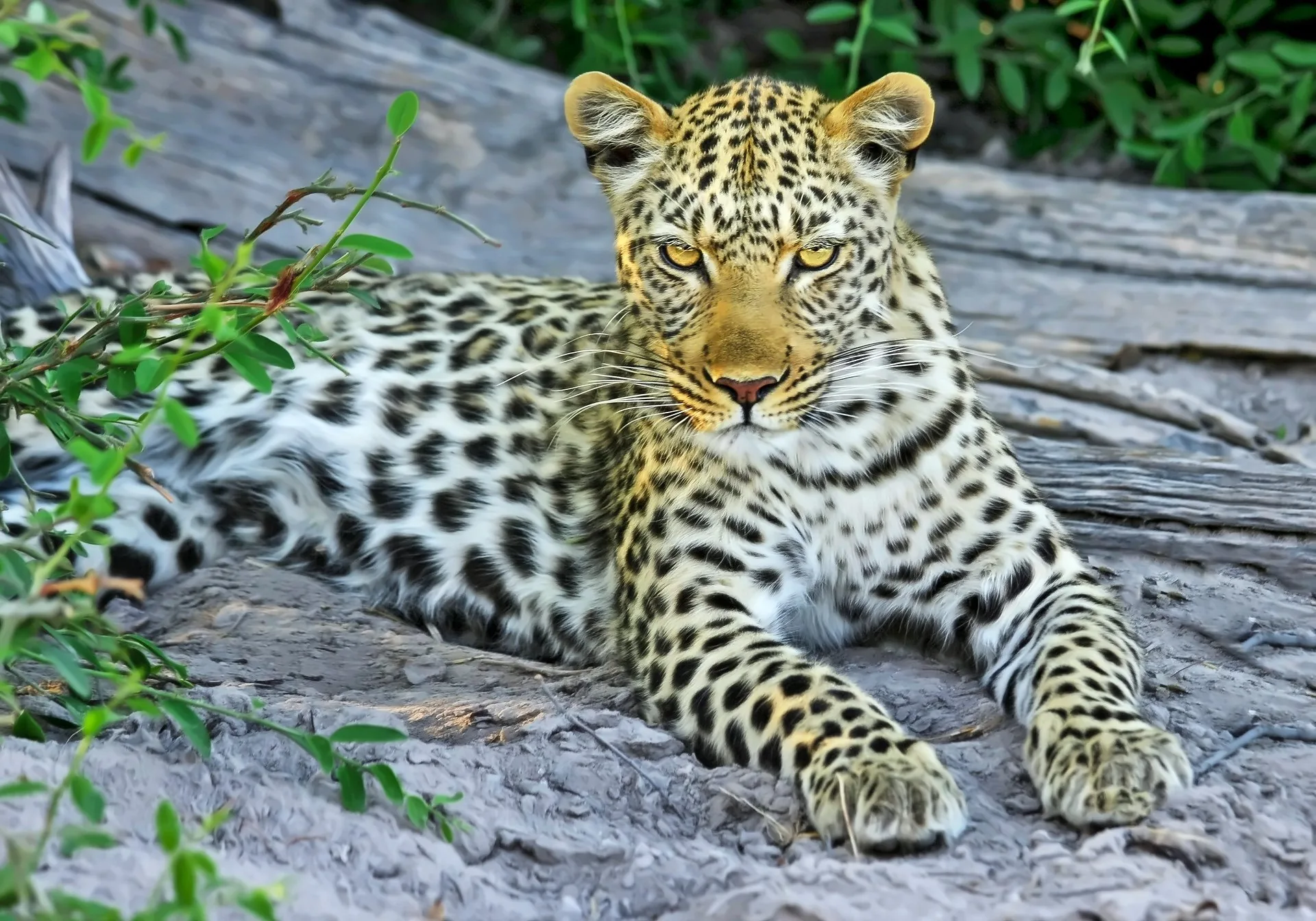 Season and route motif for Leopard Safari Rajasthan with a focus on route, access and travel quality Season and route motif for Leopard Safari Rajasthan with a focus on route, access and travel quality