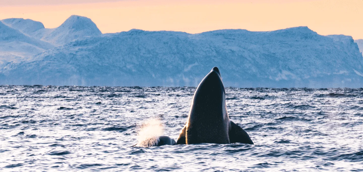 Hero motif for Orca & Whale Snorkel in Arctic Norway with a focus on route, access and travel quality