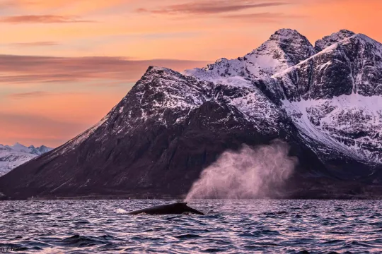 Detail motif for Orca & Whale Snorkel in Arctic Norway with a focus on route, access and trip quality
