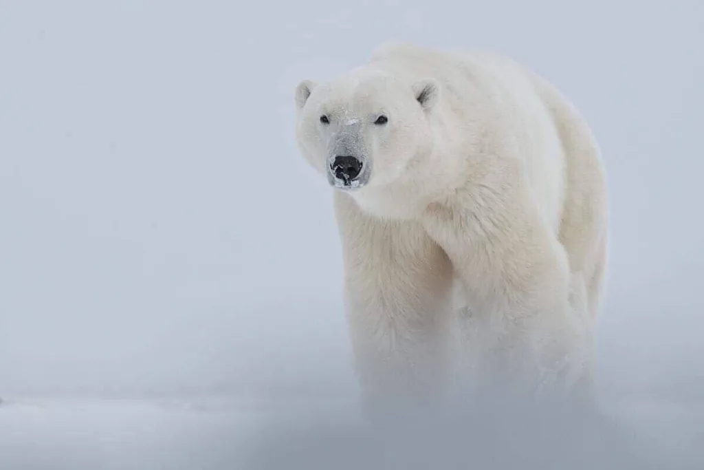 Hero motif for Polar Bear Walking Safari with focus on route, access and travel quality Hero motif for Polar Bear Walking Safari with focus on route, access and travel quality