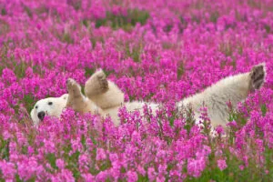 Season and route motif for Polar Bear Walking Safari with focus on route, access and travel quality Season and route motif for Polar Bear Walking Safari with focus on route, access and travel quality