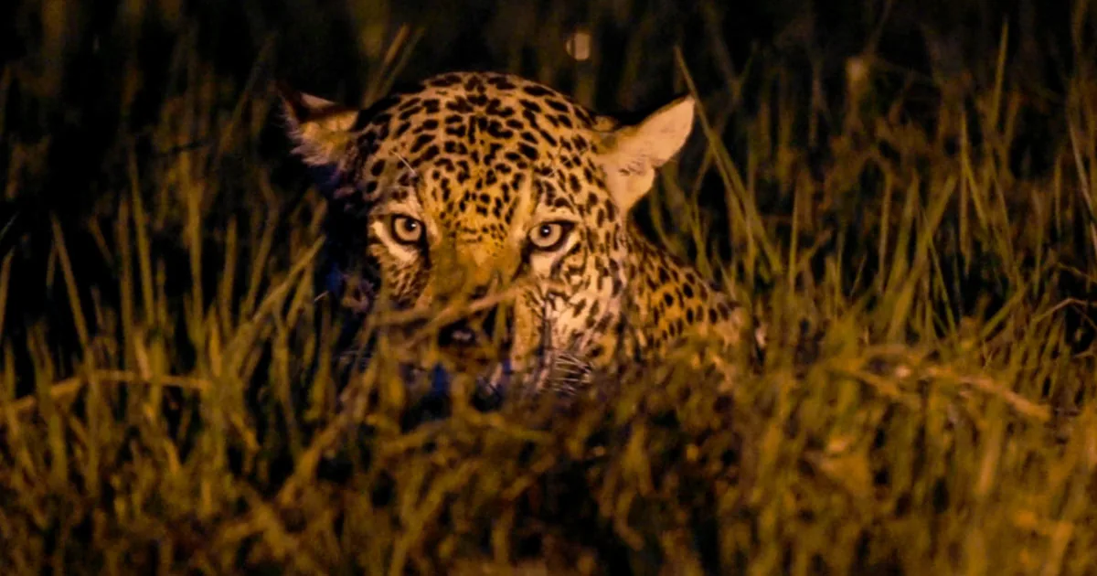 Hero-Motiv für Private Conservation Expedition mit Fokus auf Route, Zugang und Reisequalität Hero-Motiv für Private Conservation Expedition mit Fokus auf Route, Zugang und Reisequalität