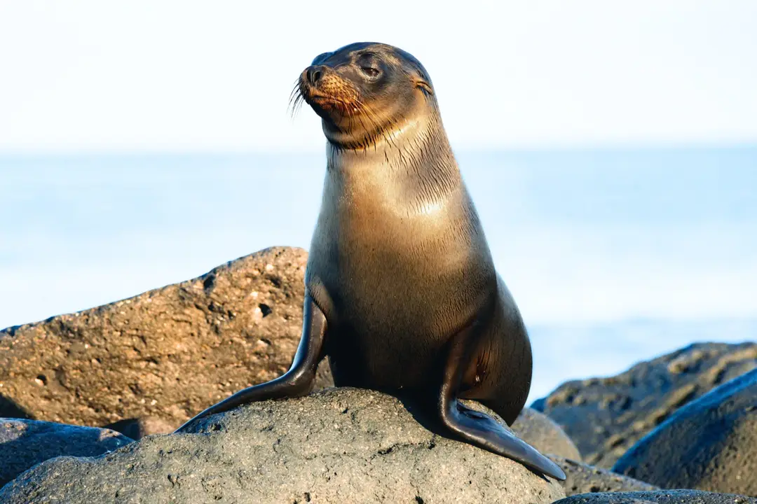 Saison- und Routenmotiv für Private Conservation Expedition mit Fokus auf Route, Zugang und Reisequalität Saison- und Routenmotiv für Private Conservation Expedition mit Fokus auf Route, Zugang und Reisequalität