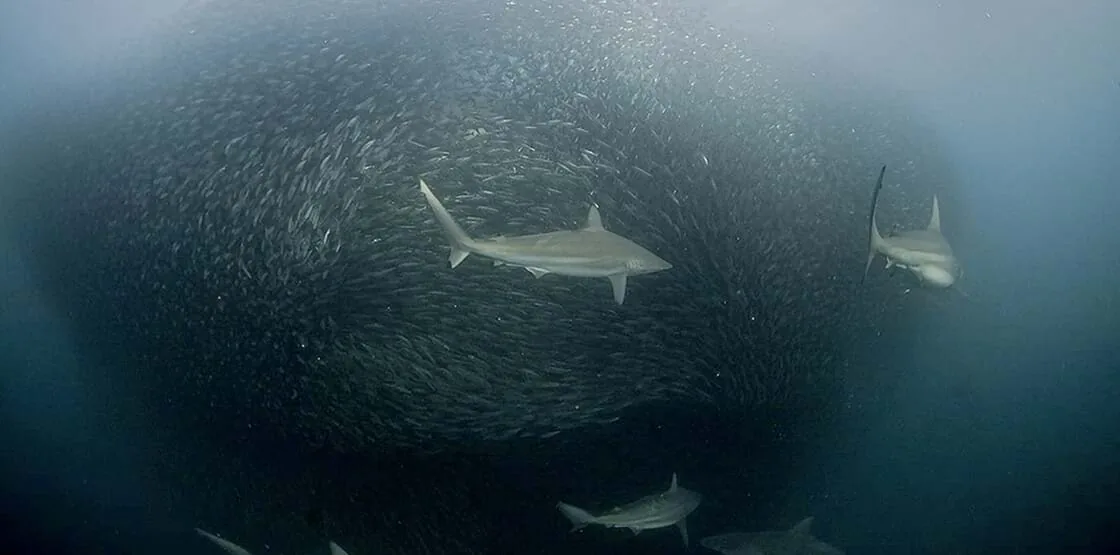 Motif de héros pour Sardine Run Private Marine Safari avec un accent sur l'itinéraire, l'accès et la qualité du voyage Motif de héros pour Sardine Run Private Marine Safari avec un accent sur l'itinéraire, l'accès et la qualité du voyage