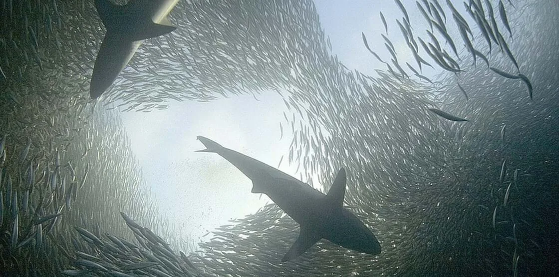 Motif détaillé pour Sardine Run Private Marine Safari avec un accent sur l'itinéraire, l'accès et la qualité du voyage Motif détaillé pour Sardine Run Private Marine Safari avec un accent sur l'itinéraire, l'accès et la qualité du voyage
