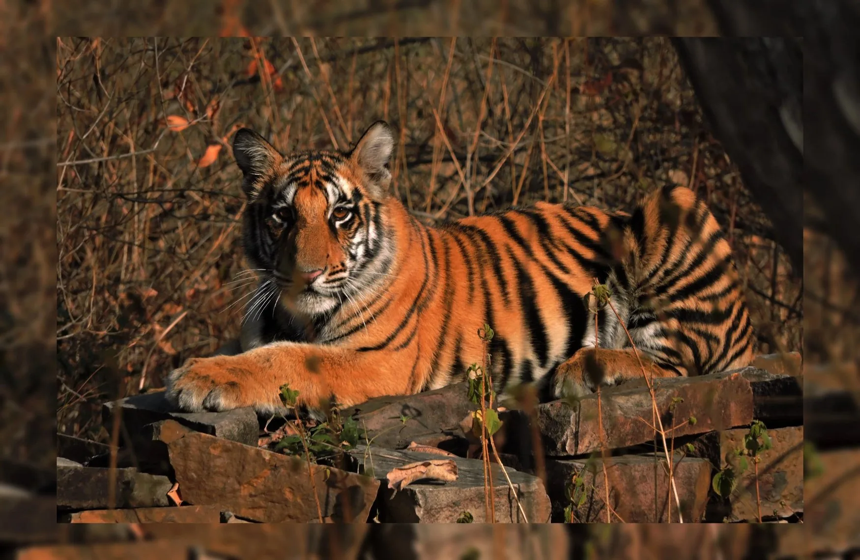 Motif de héros pour Tiger Safari India avec un accent sur l'itinéraire, l'accès et la qualité du voyage Motif de héros pour Tiger Safari India avec un accent sur l'itinéraire, l'accès et la qualité du voyage