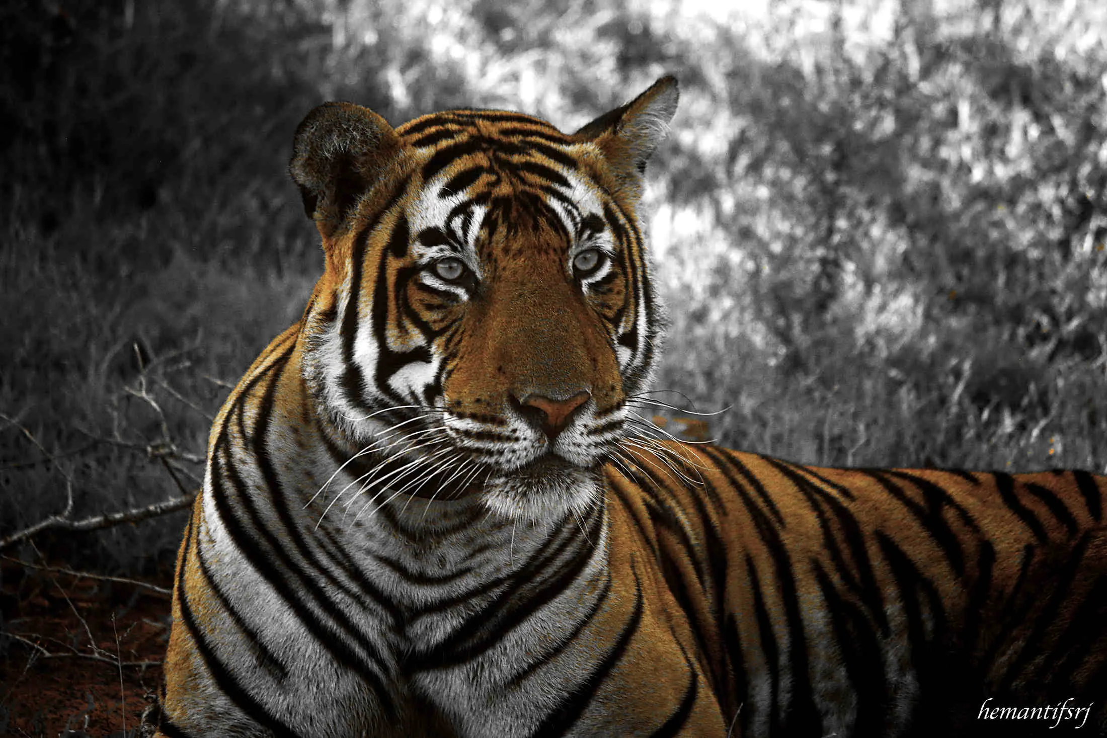 Motif détaillé pour Tiger Safari India avec un accent sur l'itinéraire, l'accès et la qualité du voyage Motif détaillé pour Tiger Safari India avec un accent sur l'itinéraire, l'accès et la qualité du voyage