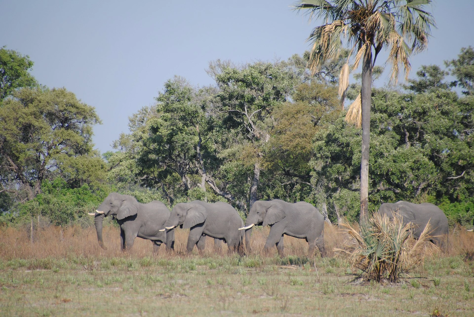 Elefantengruppe im Okavango-Delta in Botswana