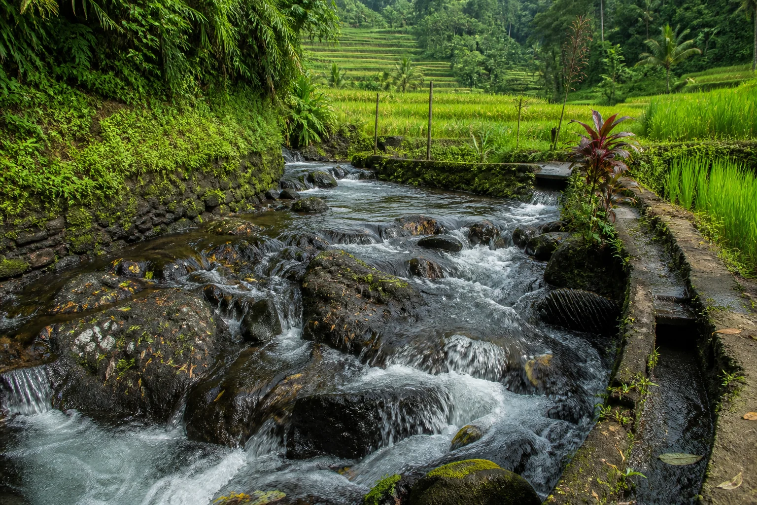 Traditional irrigation channel among Bali rice fields