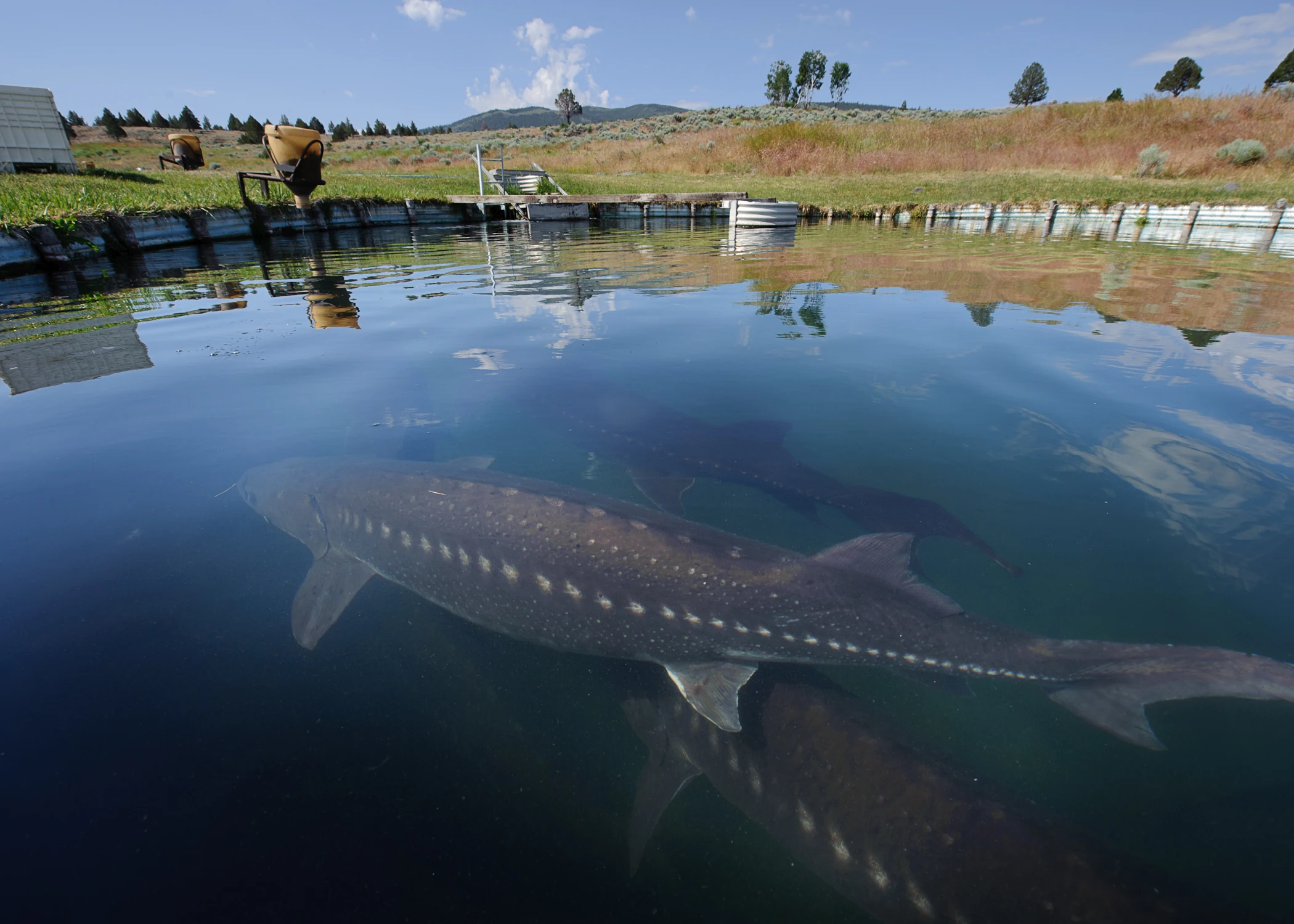 White sturgeon in an aquaculture pond at a California caviar farm