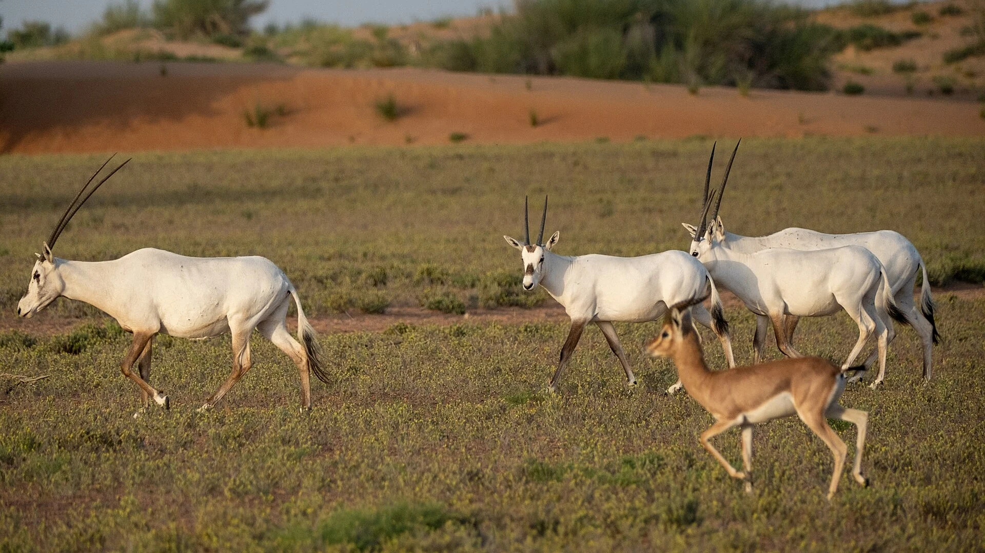 Oryx d’Arabie et gazelle dans la Dubai Desert Conservation Reserve
