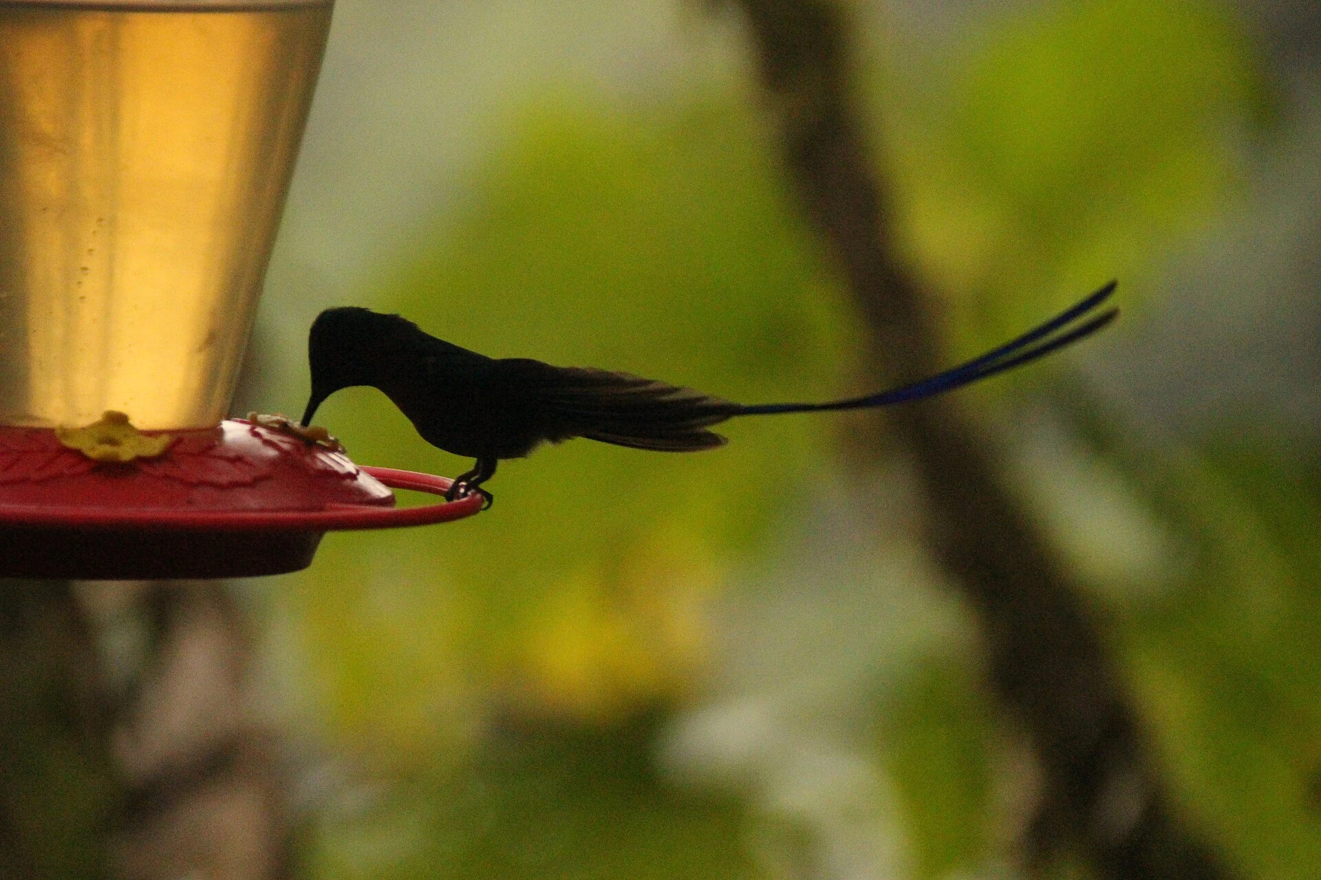 Long-tailed hummingbird at an artificial feeder near Mashpi Lodge
