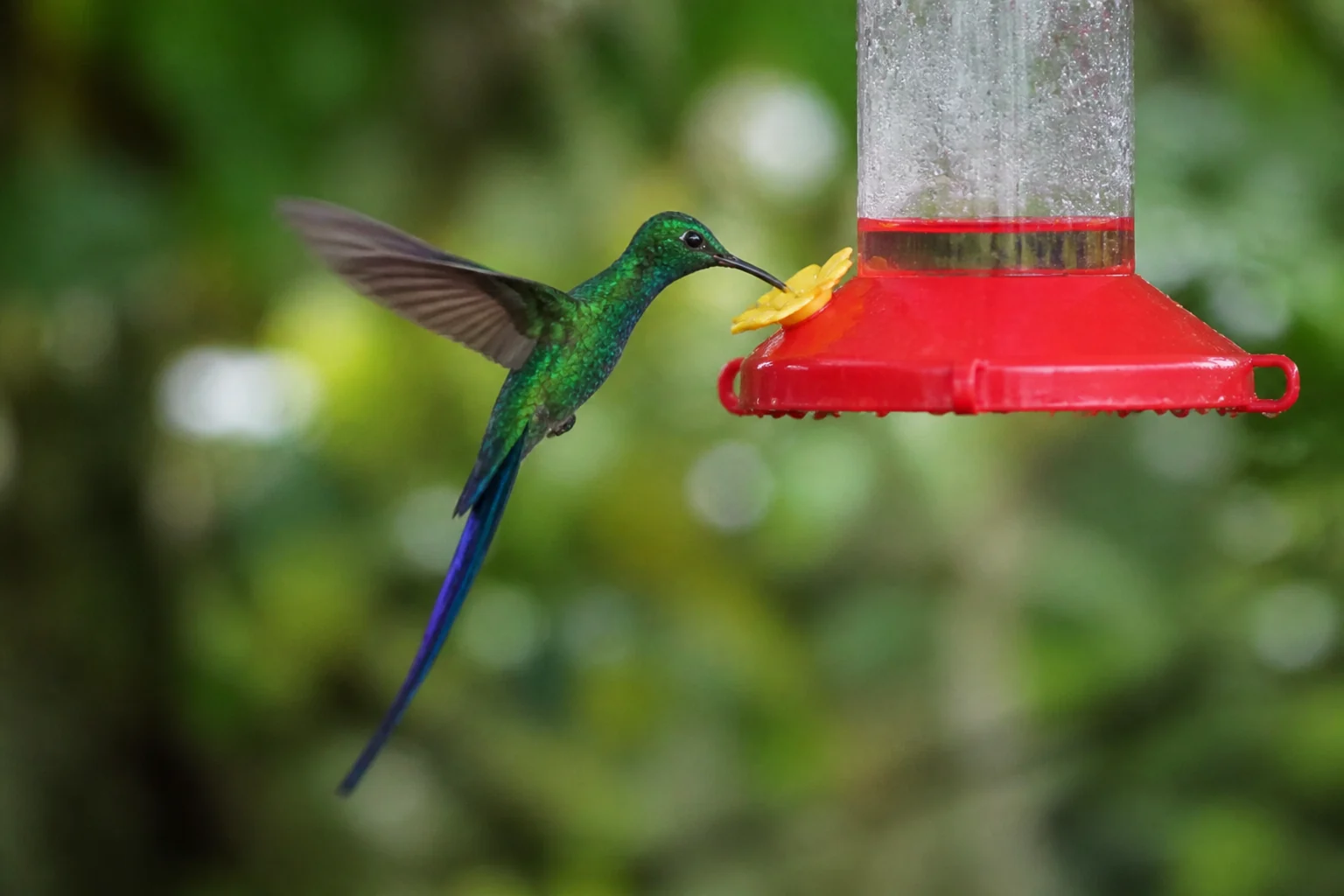 Long-tailed hummingbird at an artificial feeder near Mashpi Lodge