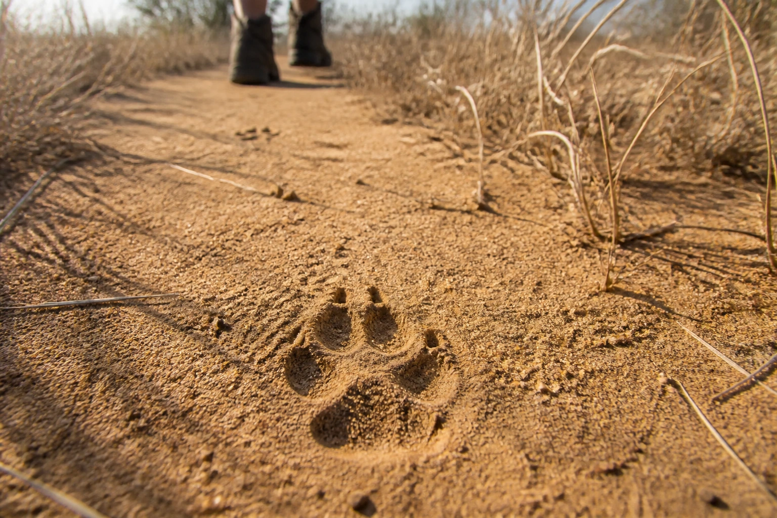 Black-backed jackal pawprint in sand in South Africa’s Waterberg