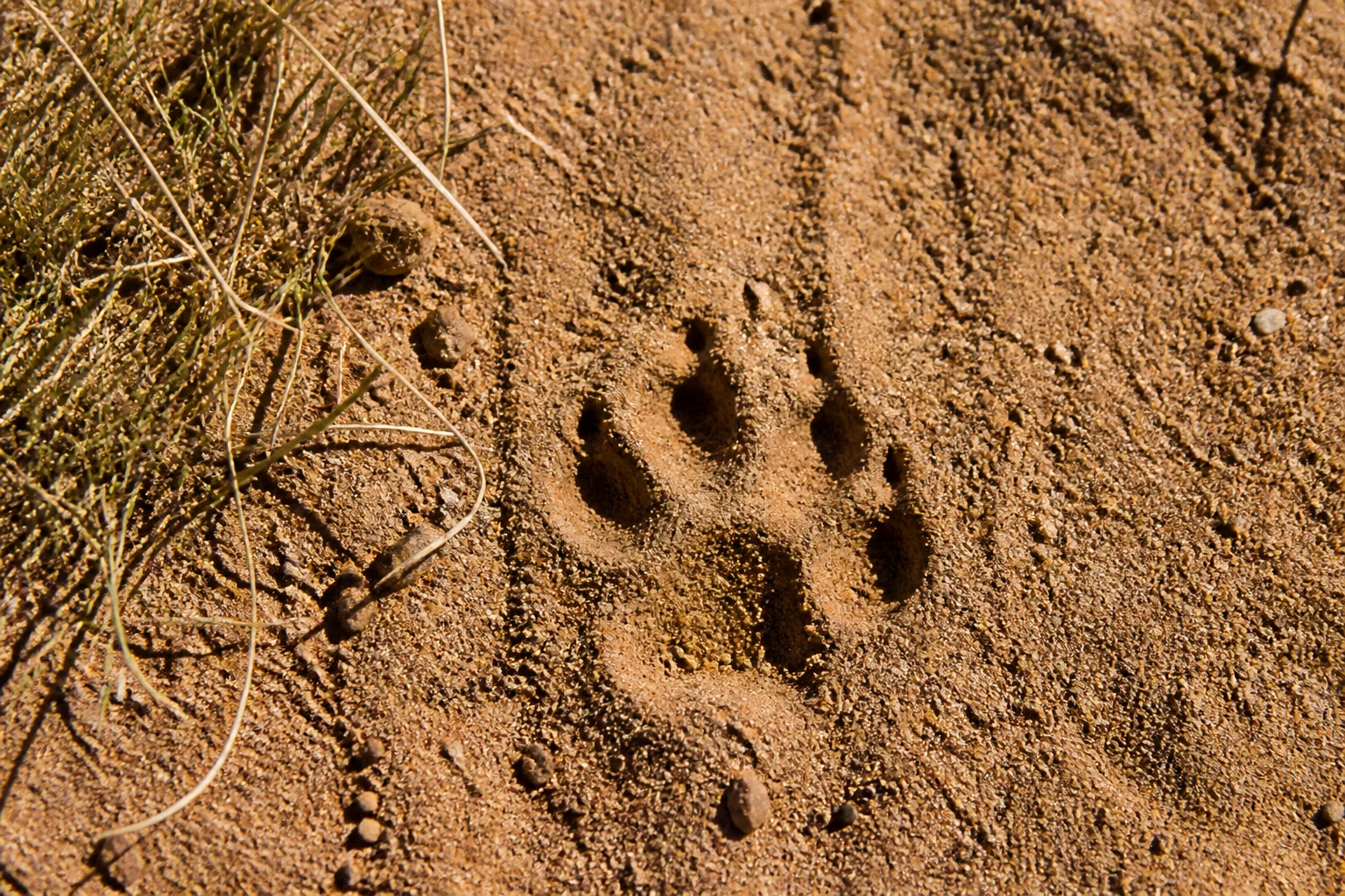 Game Drive or Walking Safari: Which activity suits which guest.