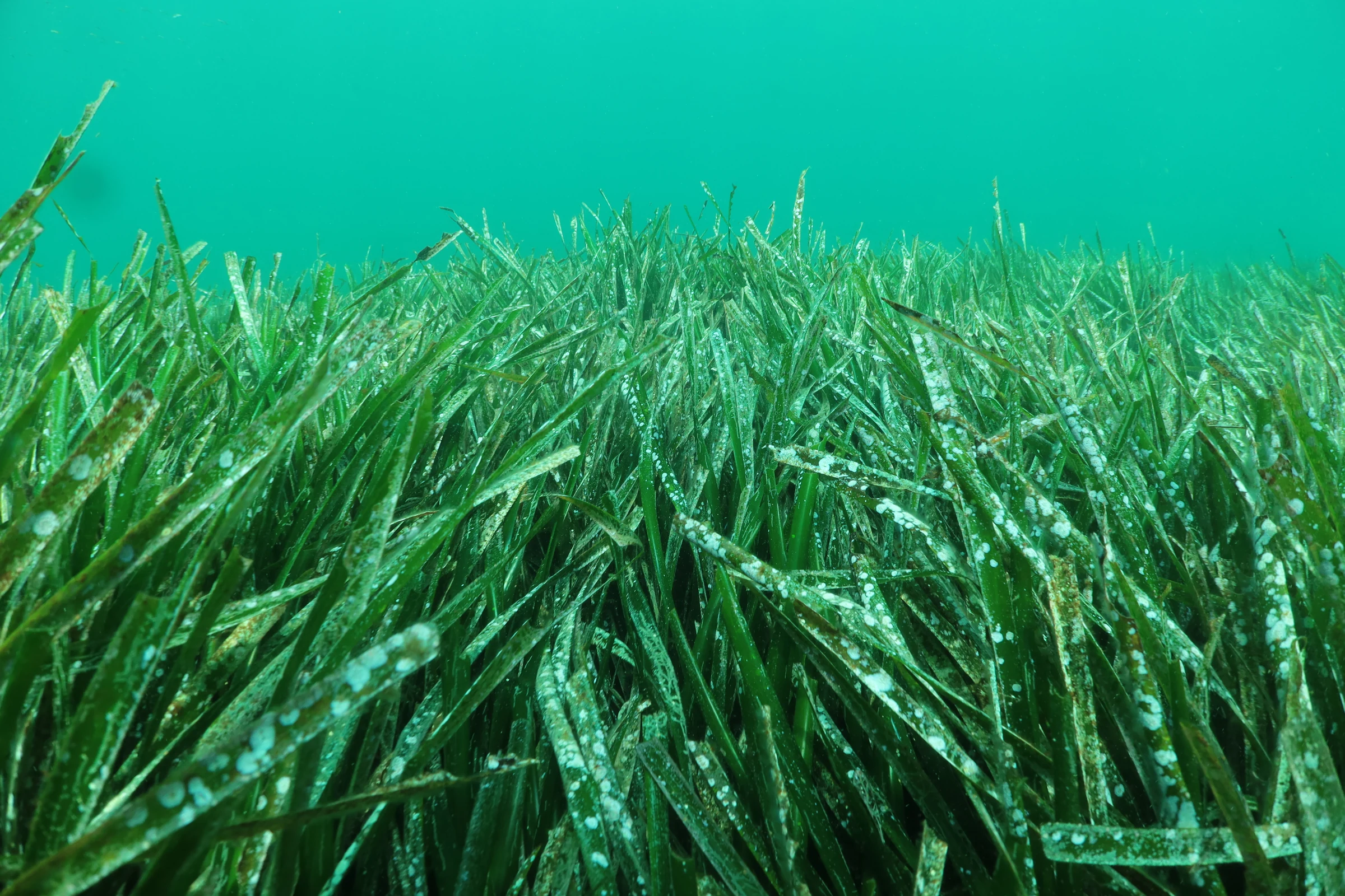 Dense underwater Posidonia oceanica meadow in the Mediterranean near Marseille