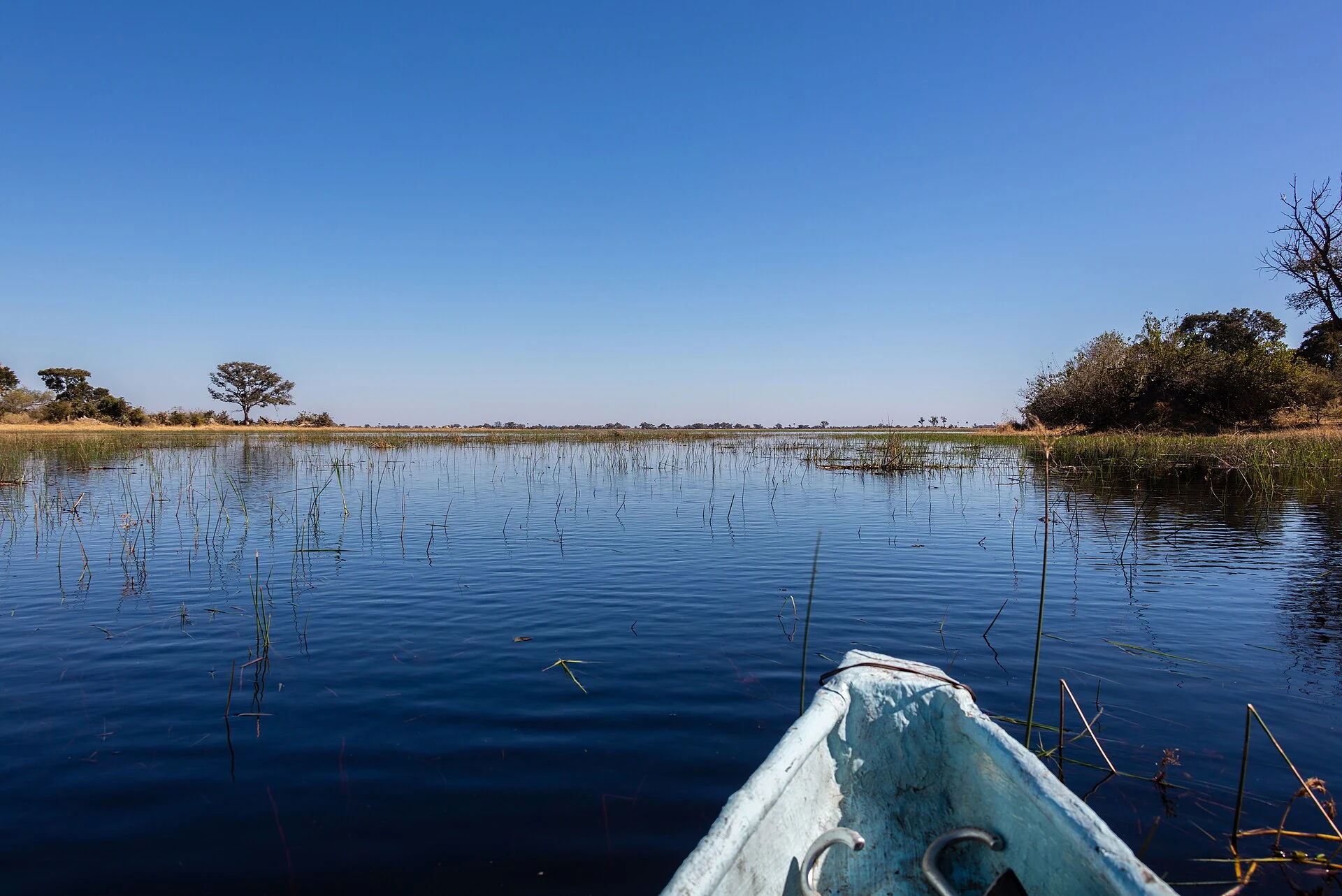 Safari de luxe durable : confort et impact sur la conservation