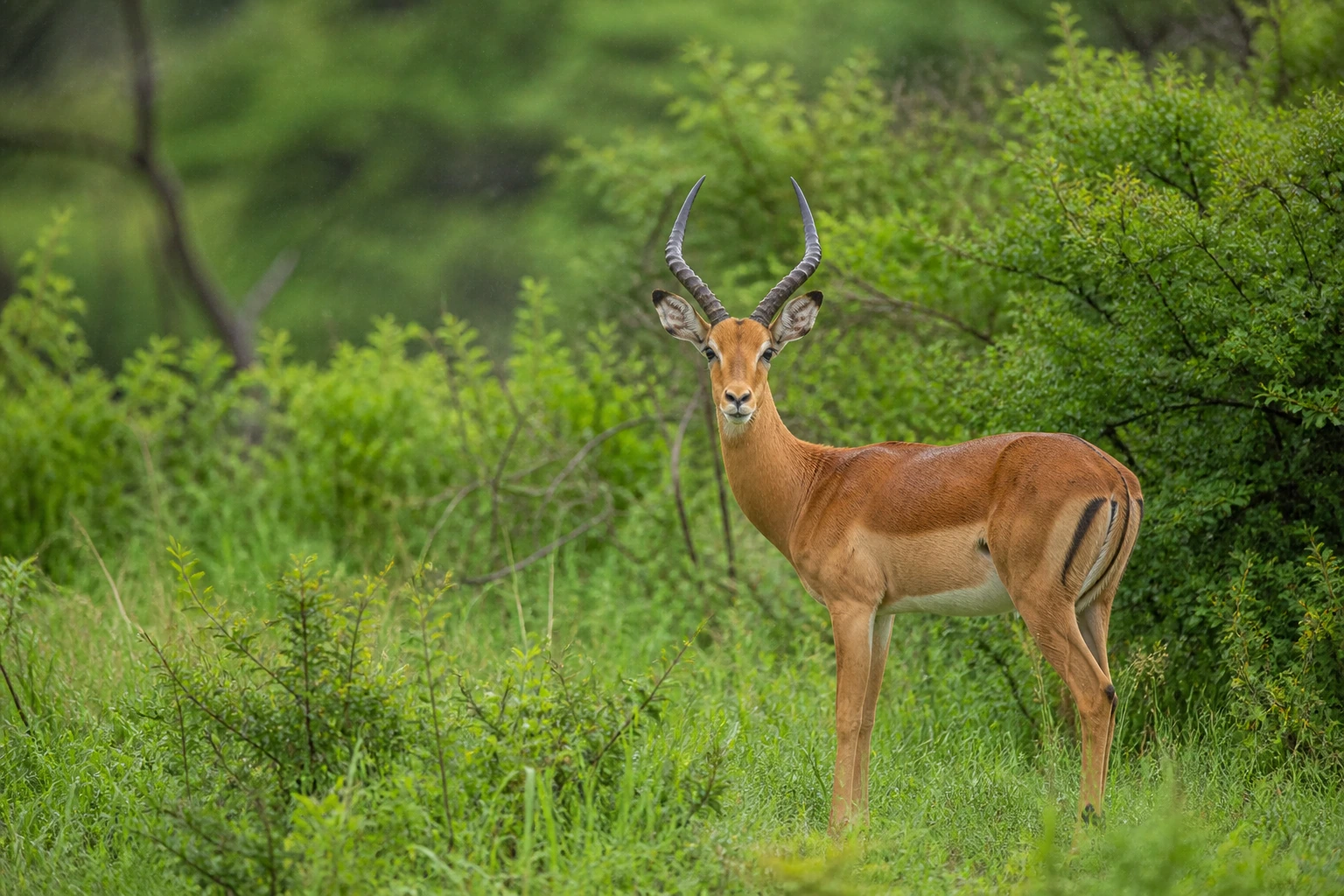 Young male impala in fresh green habitat in Kruger National Park