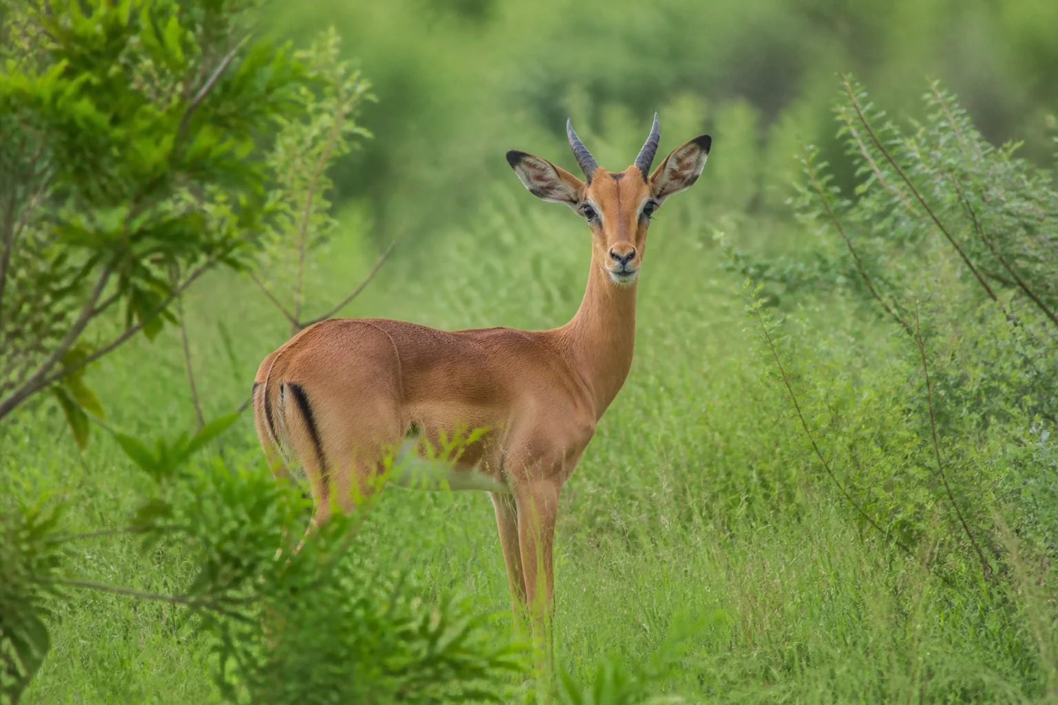 Green Season Safari: Why Regenzeit for Kenner stark sein kann.