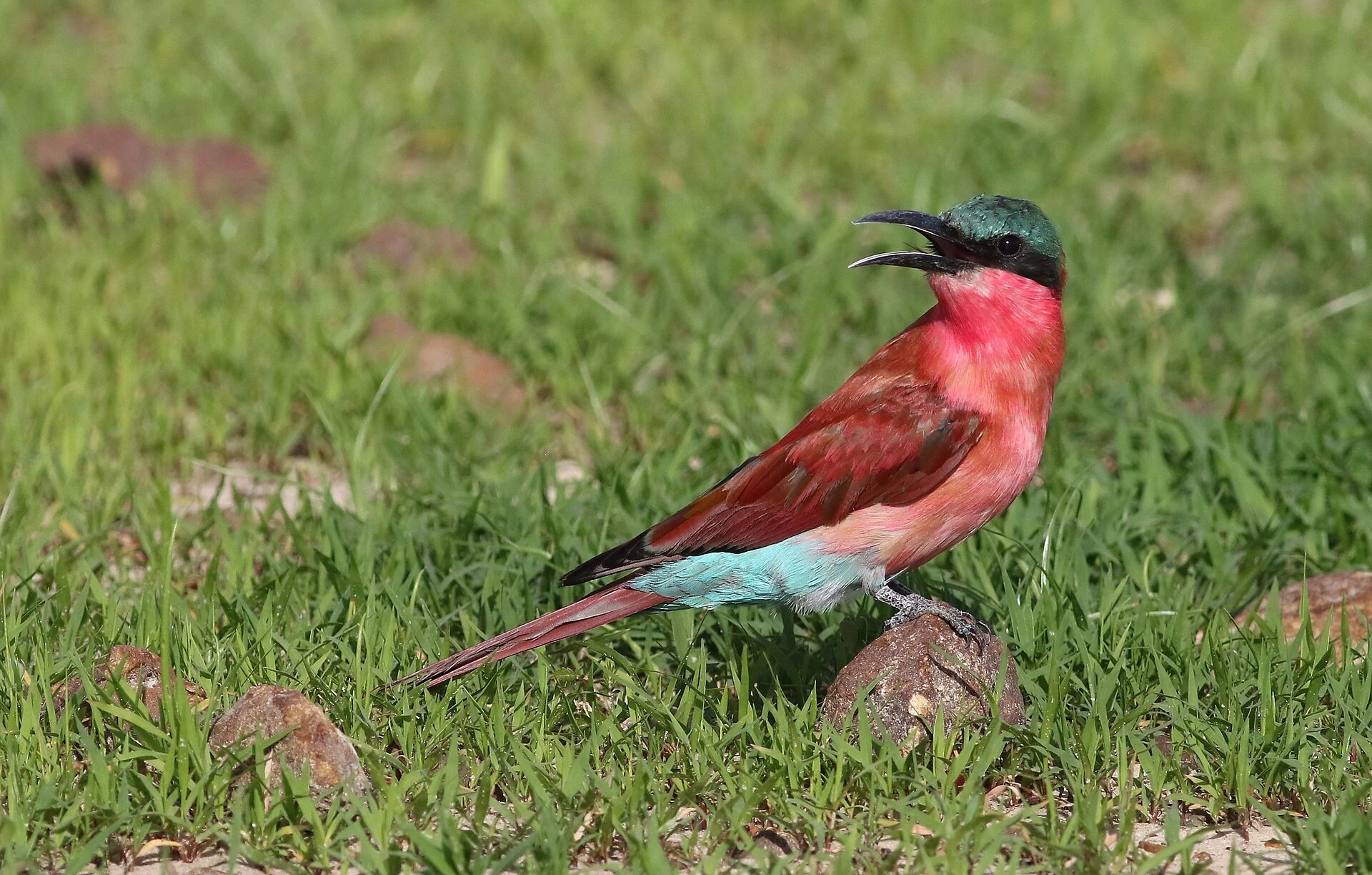 Southern carmine bee-eater on green grass in Botswana’s Chobe National Park