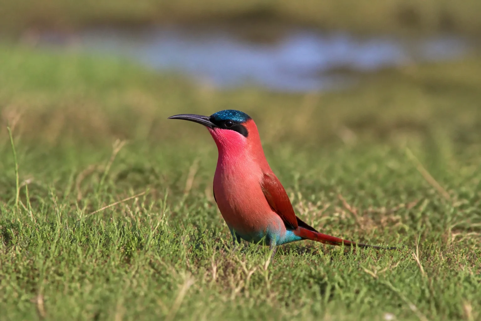 Southern carmine bee-eater on green grass in Botswana’s Chobe National Park