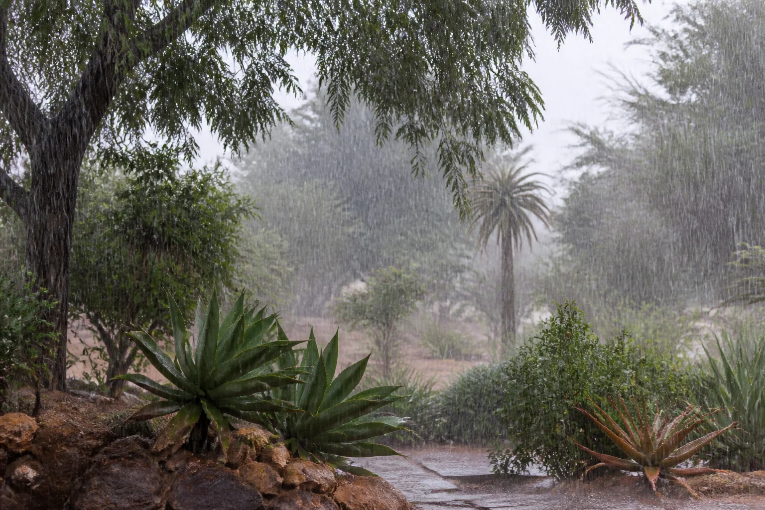 Heavy rain falling over a garden in Palapye, Botswana