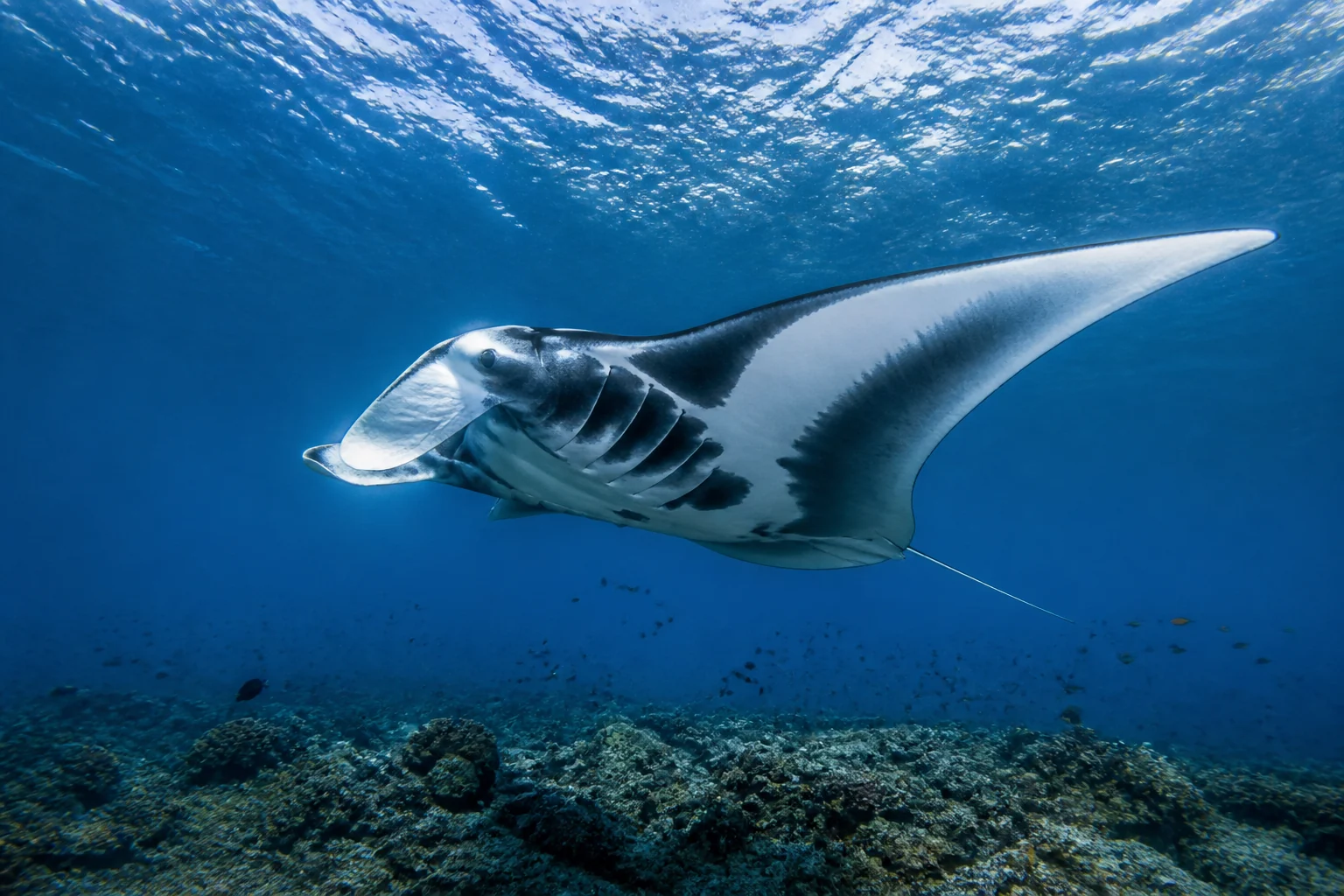 Reef manta underwater in the Maldives