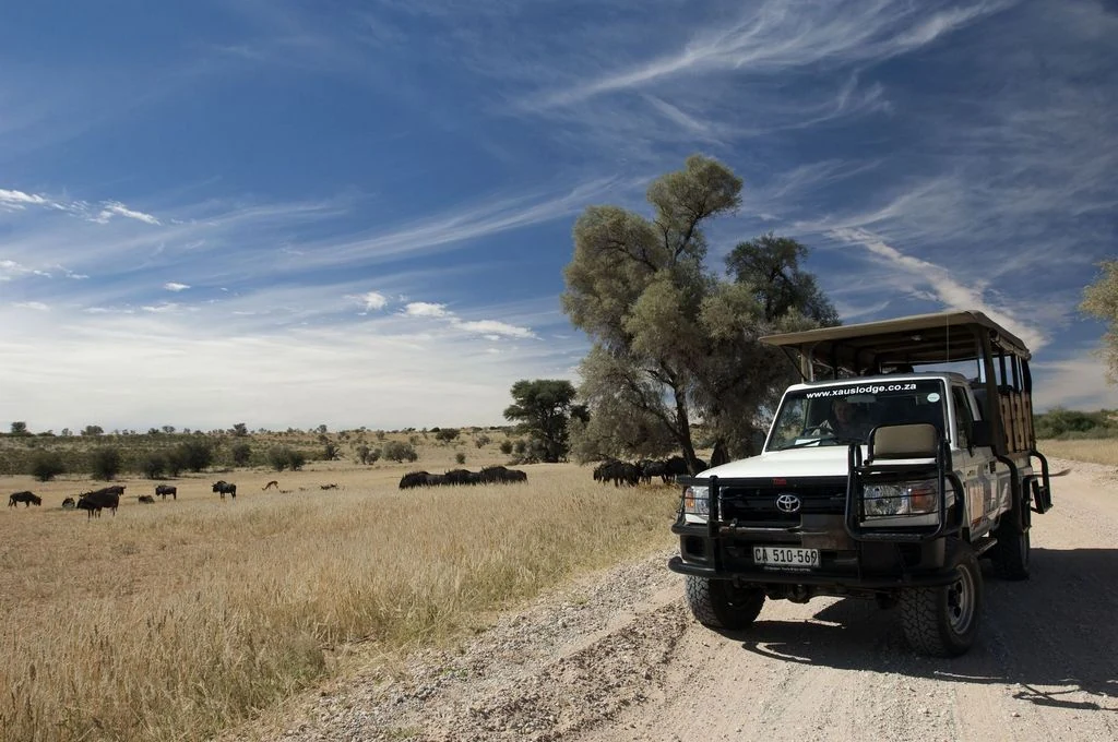 Open safari vehicle beside wildebeest in Kgalagadi Transfrontier Park