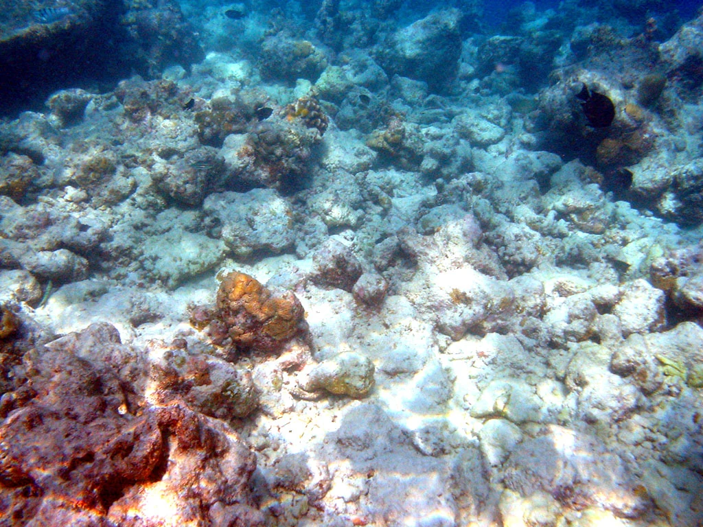 Bleached and damaged coral at Moofushi reef in Alifu Dhaalu Atoll