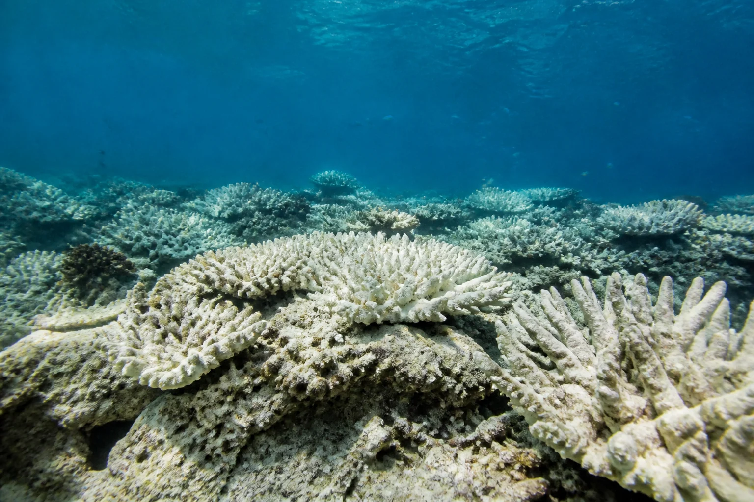 Bleached and damaged coral at Moofushi reef in Alifu Dhaalu Atoll