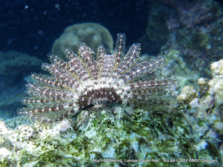 Feather star on Landaa Giraavaru house reef during a night snorkel