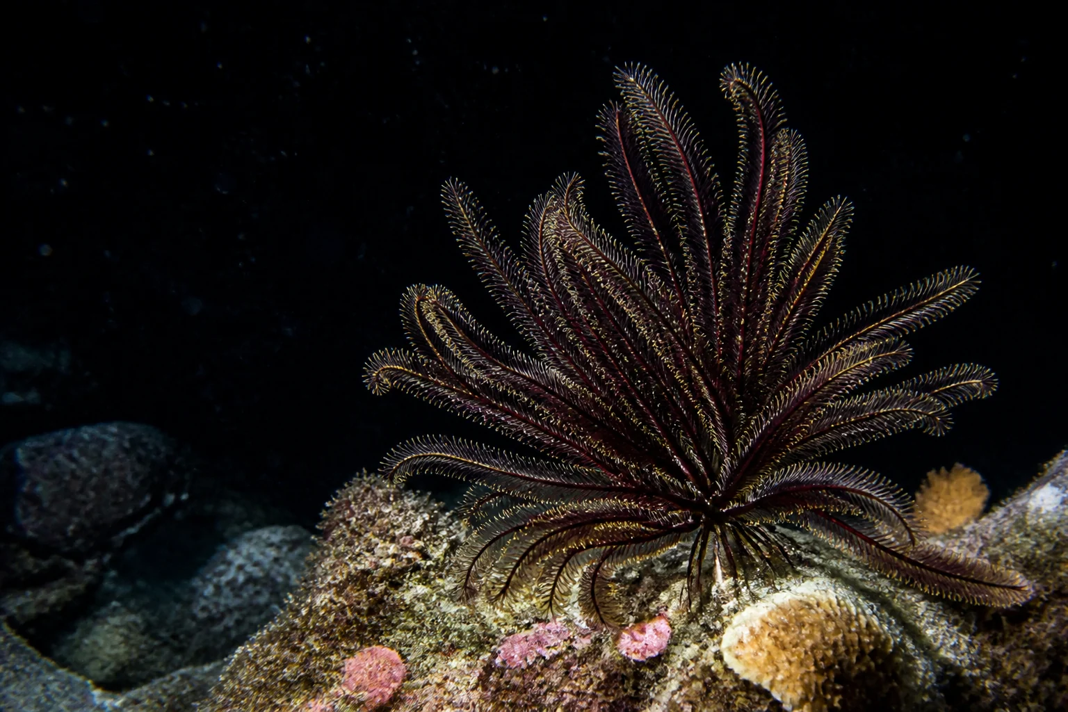 Feather star on Landaa Giraavaru house reef during a night snorkel