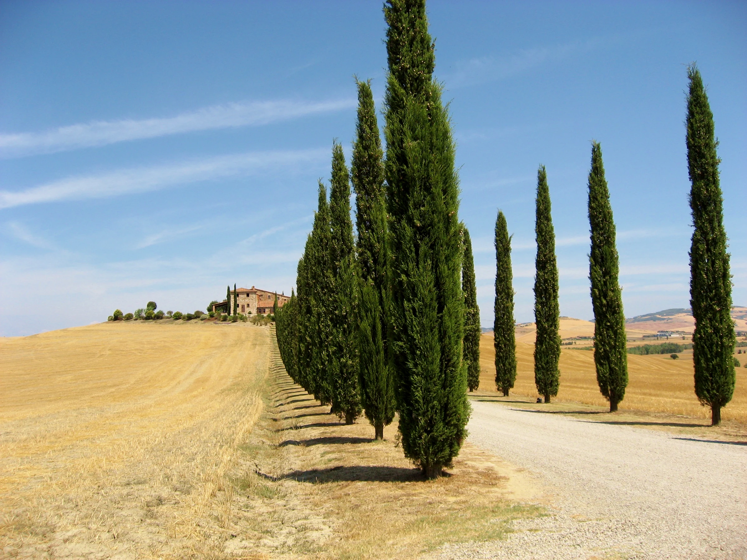 Cypress avenue between fields in Tuscany's Val d’Orcia