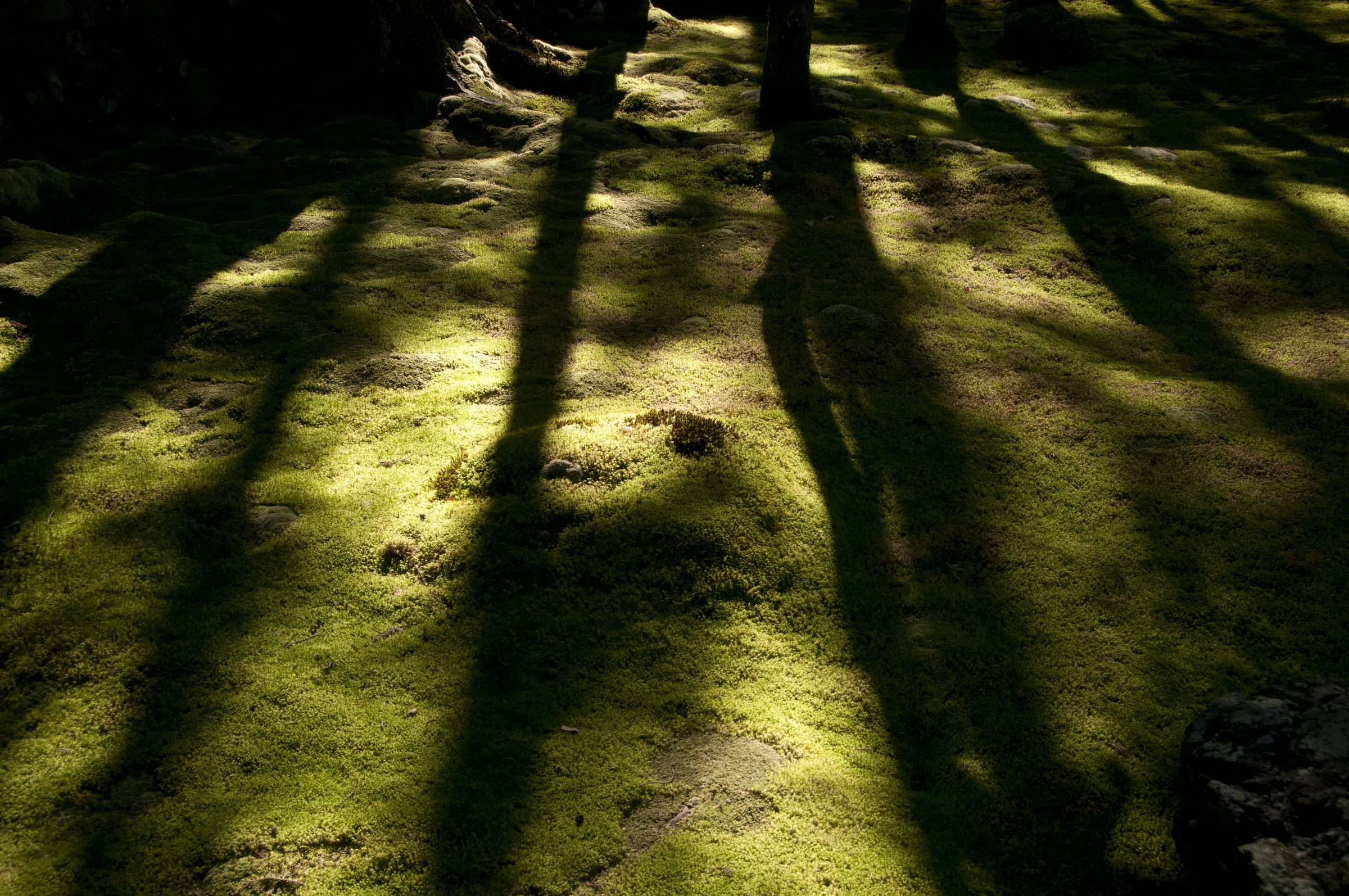Lumière et ombres d’arbres sur la mousse du jardin inférieur du Saihō-ji