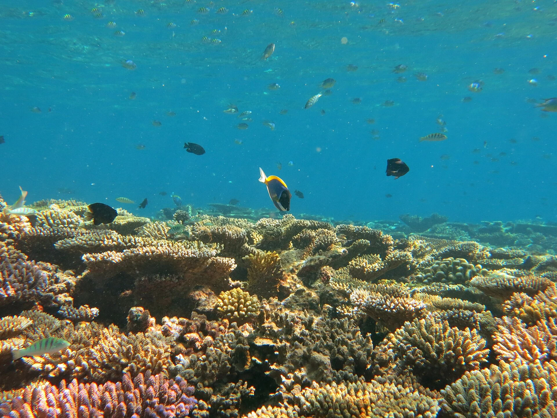 Récif corallien et poissons près de Voavah dans l’atoll de Baa