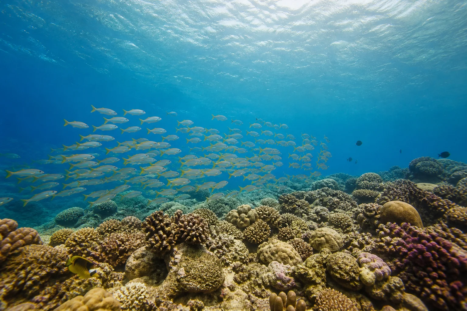 Coral reef and reef fish near Voavah in Baa Atoll