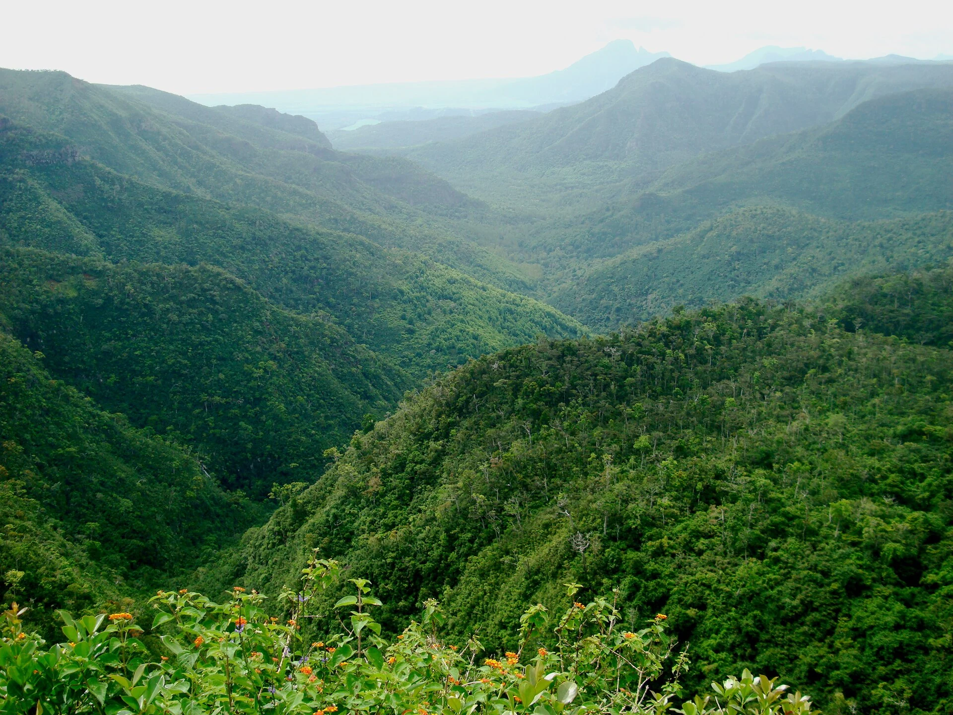 Real forested gorge landscape in Black River Gorges National Park