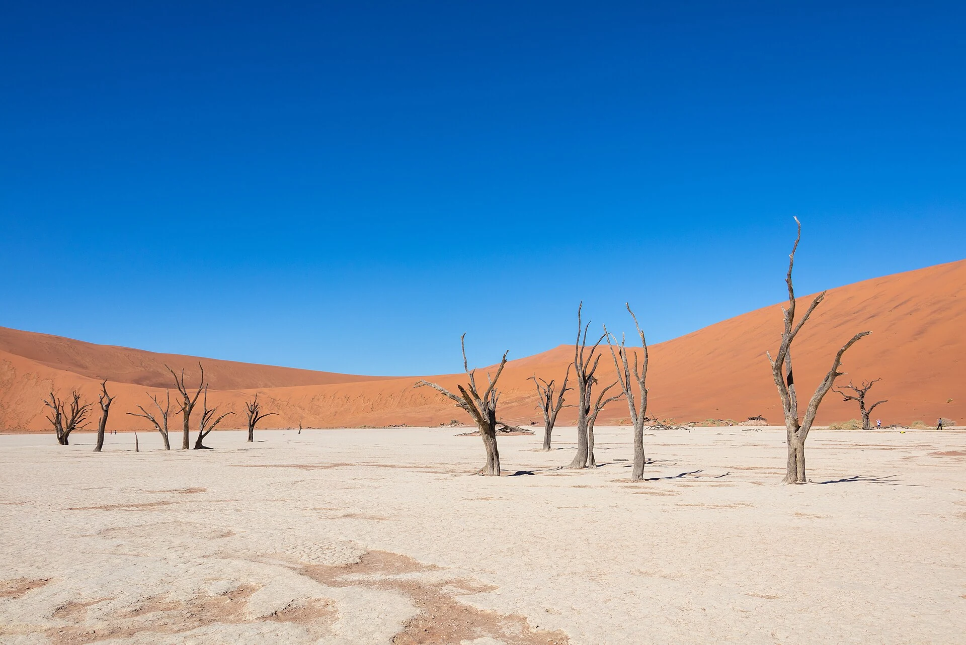 Reales Deadvlei bei Sossusvlei mit abgestorbenen Kameldornbäumen und roten Dünen