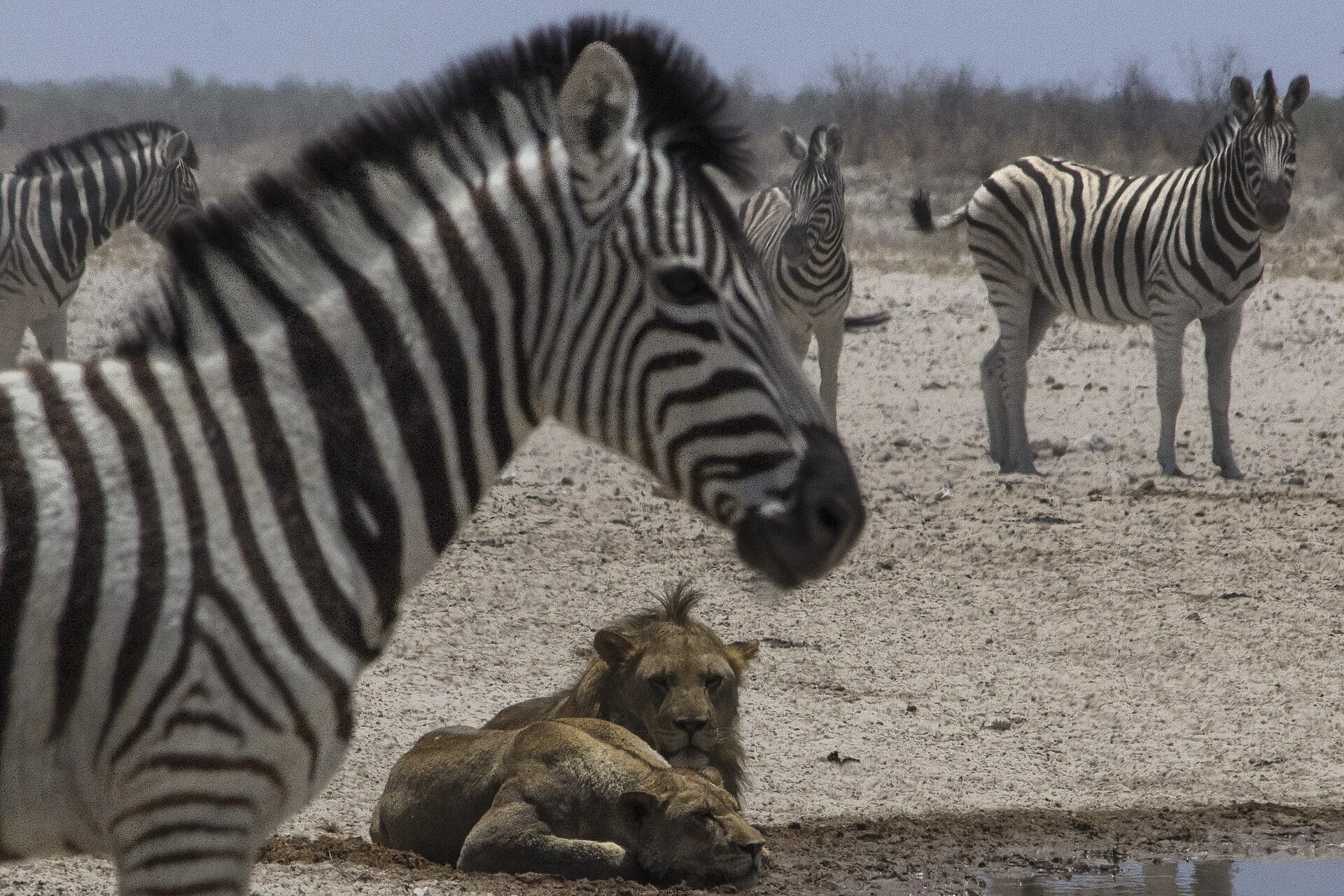Reale Löwen und Zebras an einem künstlichen Wasserloch im Etosha-Nationalpark