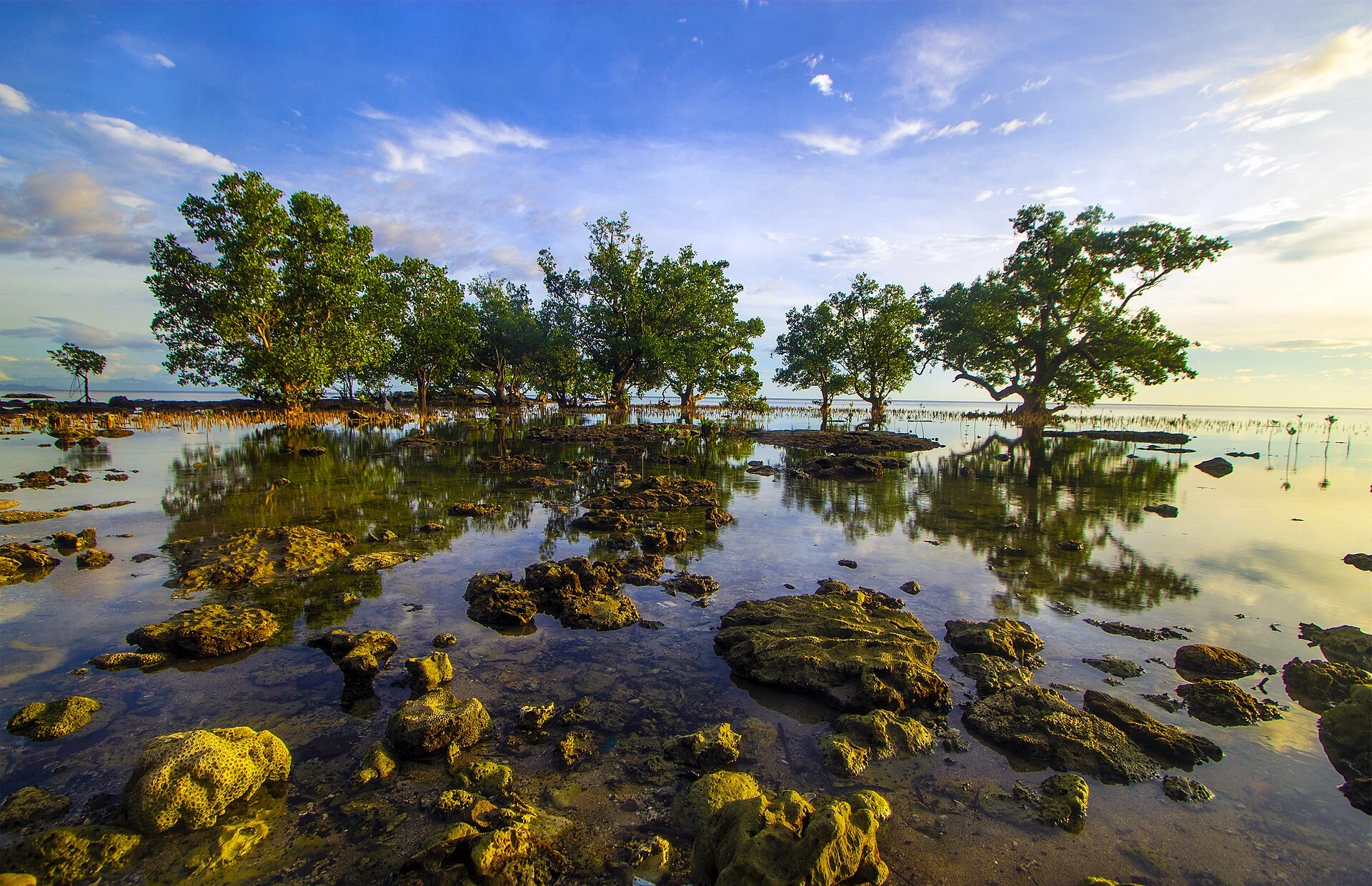 Real mangroves and young plantings on a tropical shore