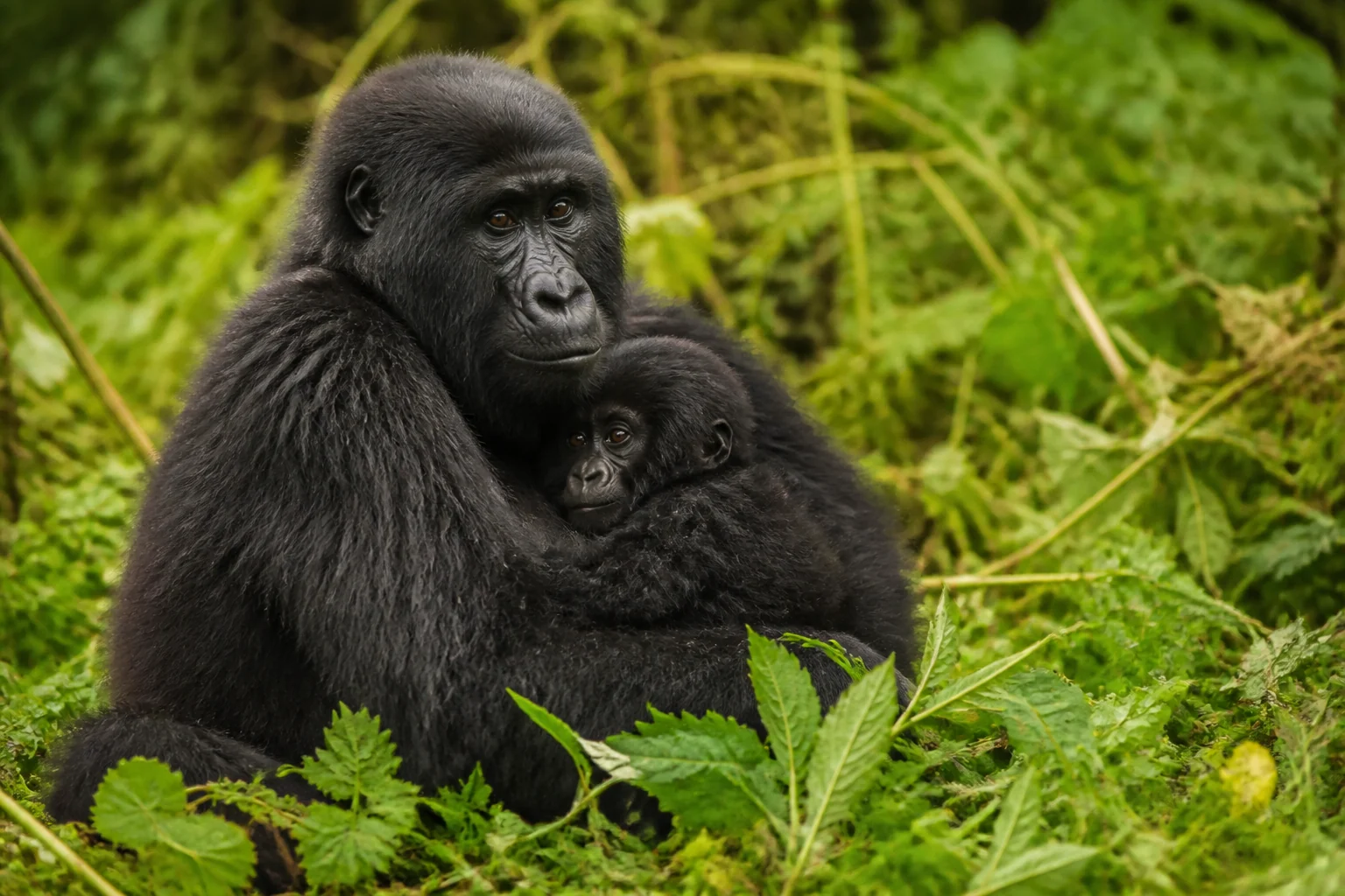 Mountain-gorilla mother with infant in Rwanda’s Volcanoes National Park