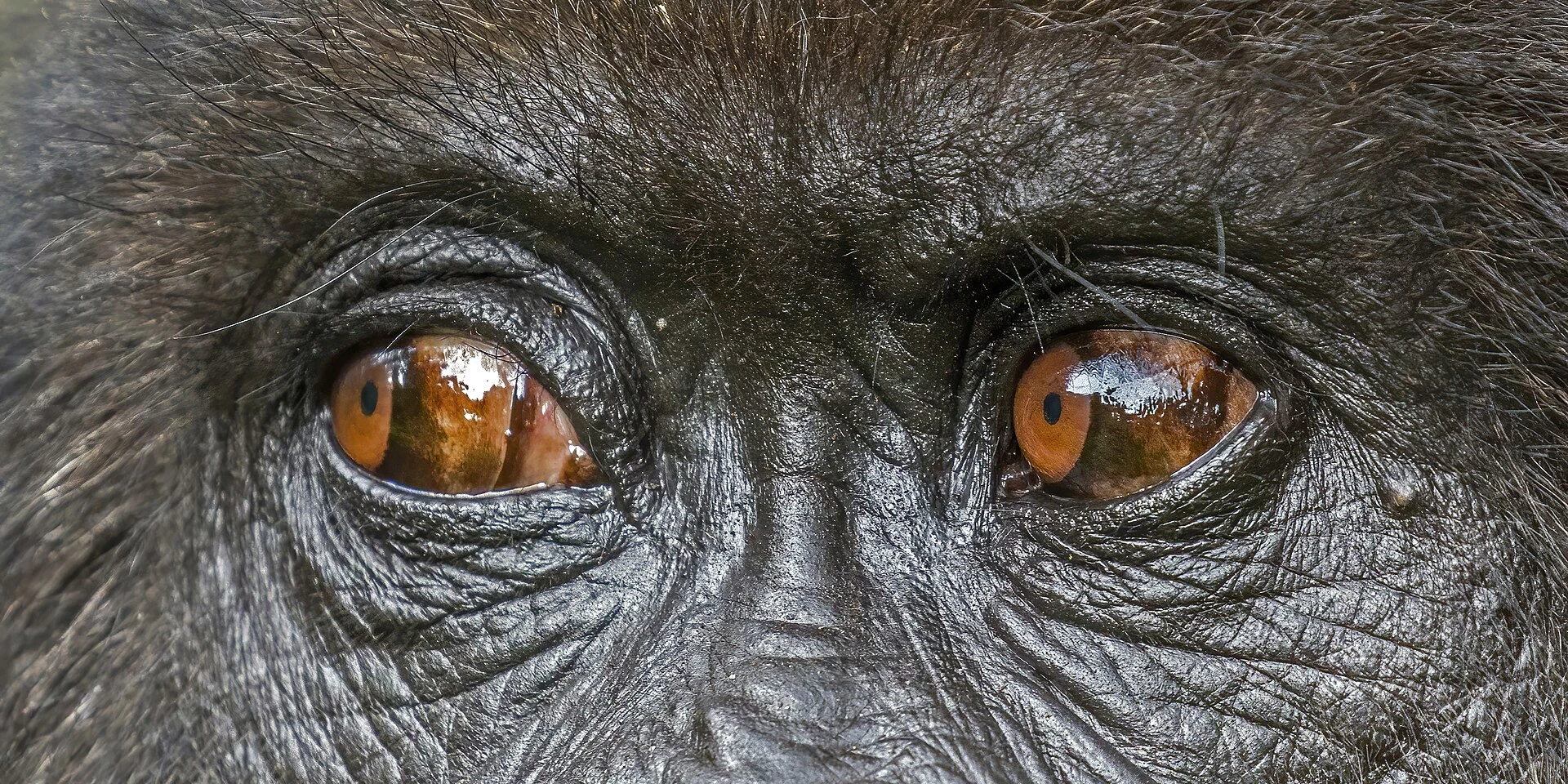 Nahaufnahme der Augen eines Berggorillas der Titus-Gruppe in Ruanda
