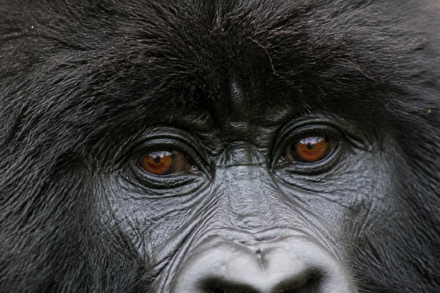 Close view of the eyes of a Titus Group mountain gorilla in Rwanda